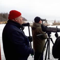 Punapipoinen Matti Maskulin on aktiivinen lintuharrastaja. Kevätmuuton aikaan riittää katseltavaa. 