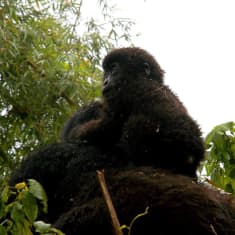Gorillaäiti kuusi kuukautta vanhan jälkeläisensä kanssa kansallispuistossa Ruandassa. Kansallispuisto nousi kuuluisuuteen Dian Fosseyn kirjan ja siitä tehdyn elokuvan Sumuisten vuorten gorillat johdosta.