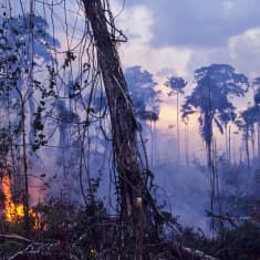 Amatzonin sademetsää poltetaan.