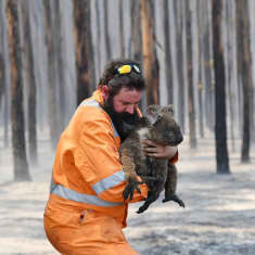 Pelastustyöntekijä koala sylissään Kangaroo Islandilla 