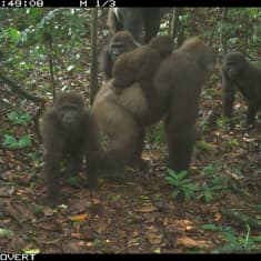 YHDEN KERRAN KÄYTTOIKEUS Cross River gorilla group including adults and young of different
ages Mbe Mountains, Nigeria June 2020. RCNX0475.JPG