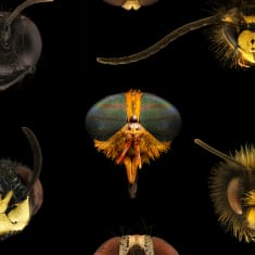Erilaisten hyönteisten päitä mikroskoopin kautta kuvattuna.
