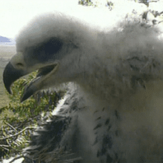 The number of golden eagle chicks has dropped this year to a 10-year low.