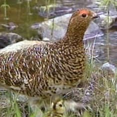 Rievssat | Sápmi | Yle Uutiset