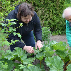Asta Asunmaa ja Viola Peltoniemi tutkimassa Violan puutarhan vanhaa raparperiä.