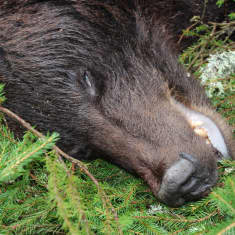 Karhu.