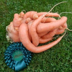 porkkana