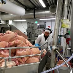 Työntekijä laittaa joulukinkkuja suolauskoneeseen.