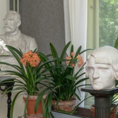 P.E. Svinhufvudin ja Ellen-vaimon rintapatsaat Kotkaniemen salissa, taustalla kukkivia kliivioita.  