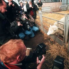 Dolly-lammas valokuvaajien ympäröimänä