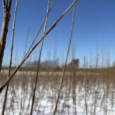 Kouvolalainen Markku Suutari vaihtoi ruusujen kasvatuksen pajujen viljelyyn