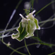 Elysia timida -merietana