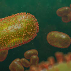 Pitkulaisia viruksia. 