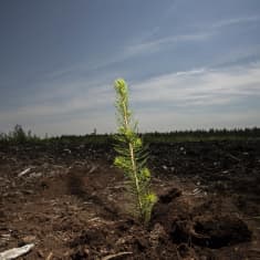 Joutomaille istutetaan pääasiassa kuusia ja mäntyjä.