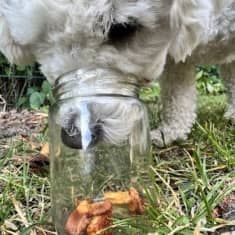 Lanttu on nyt noin vuoden ikäinen bichon frisé, jolla on selvästi taipumusta ja kiinnostusta hajutyöskentelyyn.