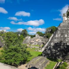 Porraspyramidien ja muiden mayarakennelmien raunioita puiden keskellä kirkkaansinisen taivaan alla. 