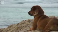 Uutisvideot: Eläinsuojelujärjestö: Turisteille kaupataan salaa koiranlihaa