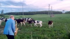 Lehmät innostuivat saksofonin soitosta