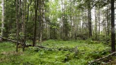 suolampare metsässä