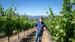 Stuart Smith seisoo viiniviljelmiensä keskellä