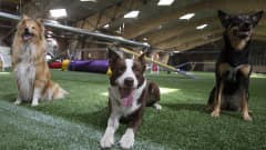Kolme koiraa poseeraa agility-hallissa.