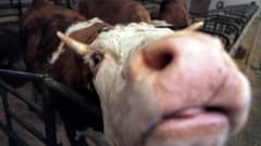 Lehmä eläinlääketieteellisessä testinavetassa Itävallassa