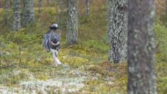 hirvikoira metsästyskoira koira lemmikki juoksee vapaana