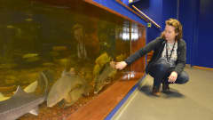 Maretariumin toimitusjohtaja Sari Saukkonen katsoo akvaariossa olevia kaloja.