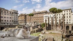 Rooman ytimessä sijaitseva Largo Argentina on ollut vuosikausia lähinnä kissojen asuinpaikkana.