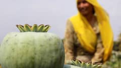 Oopiumin keräystä Madhya Pradeshissa.