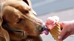 Koira syö jäätelöä.