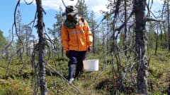thaipoimija polarica marjastus Samai Lekan thaimaalainen marjanpoimija