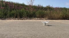 Droonien avulla maastosta etsitään sinne kuulumattomia vieraslajeja.