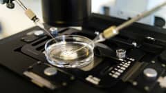 Mikrohedelmöitysmenetelmällä tehtävä keinohedelmöitys mikroskoopin alla. 