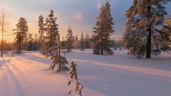 Lunta Rovaniemellä metsässä.