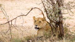 Leijona Serengetin kansallispuistossa.