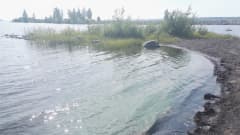 Mansikkanokka, sinilevä