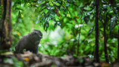 Makaki istuu sademetsässä.