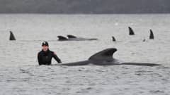 Kuvassa ihmiset yrittävät pelastaa rantautuneita valaita Tasmaniassa.
