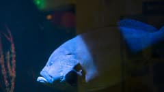 Mikko-meriahven möllöttää akvaariossaan. 