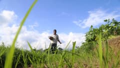 Kuvassa intialainen mies heittelee lannoitetta pellolleen.