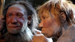Neandertalinihmisen malleja.