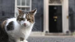 Juovikas Larry-kissa etualalla, taustalla näkyy Downing Street 10:n etuovi.