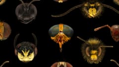 Erilaisten hyönteisten päitä mikroskoopin kautta kuvattuna.