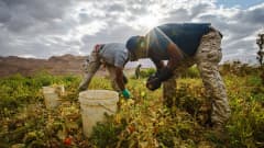 Työntekijät keräävät tomaatteja pellolta Jordaniassa.