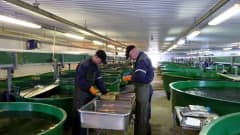 Kalanviljelylaitoksen työntekijät leikkaavat taimenten rasvaeviä.