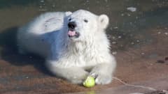 Jääkarhun pentu syö