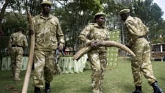 Kenialaisviranomaiset kantavat salametsästäjiltä takavarikoituja norsun syöksyhampaita. Salametsästäjät ovat surmanneet tämän vuoden aikana jo arviolta 133 norsua ja 11 sarvikuonoa Keniassa. 