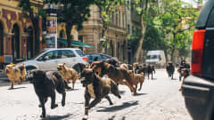 Koiria juoksemassa kadulla.