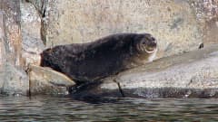 Norppa auringossa.